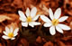 Sanguinaria s0022s